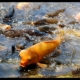 Koi Carp